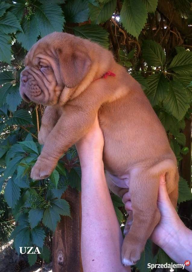 Dogue de Bordeaux Dog Mastif szczenięta FCIZKwP Iwonicz-Zdrój