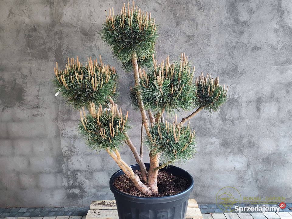 Sosna pospolita formowana 091 NIWAKI BONSAI Wrocław
