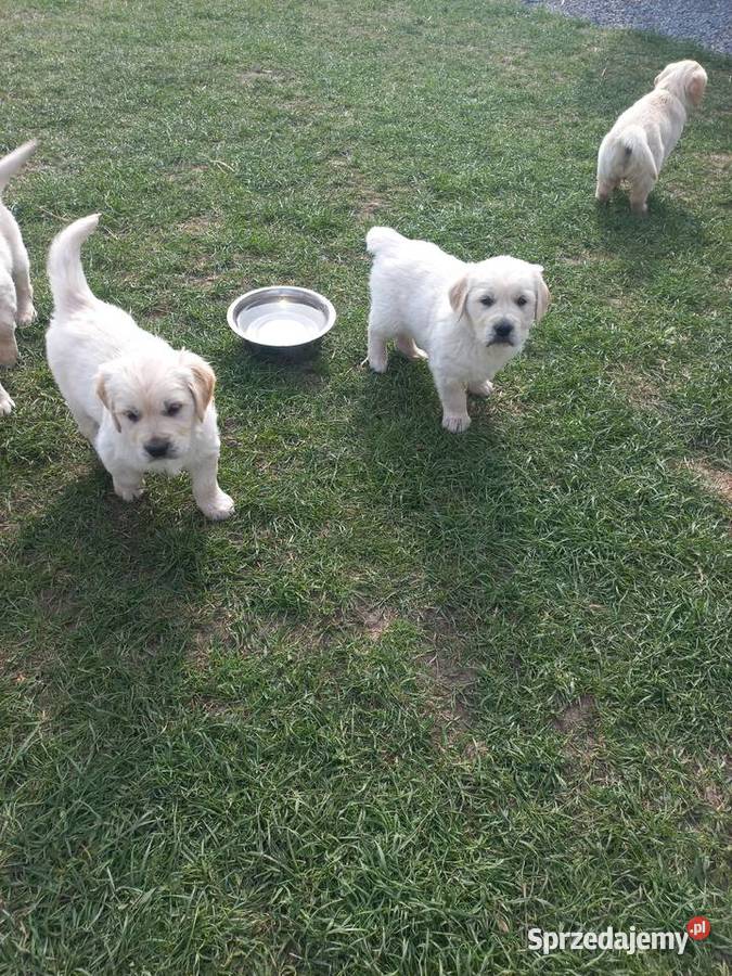 Golden Retriever szczeniaki Łaszczów