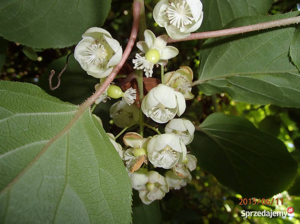 Kiwi Isai samopylne aktinidia ostrolistna grunt Łódź