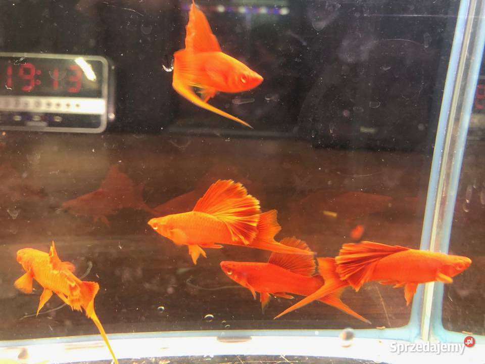 Mieczyk Kalafior Cauliflower Full Red albino Justynów