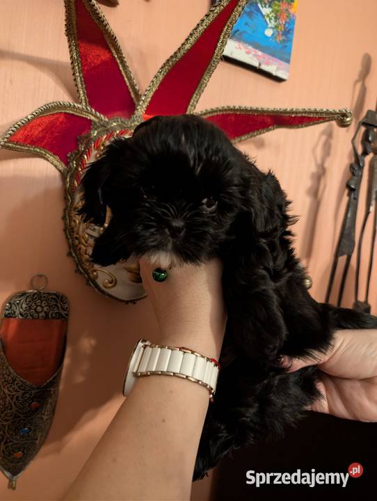 Szczenięta shih tzu z genem blue Zawiercie
