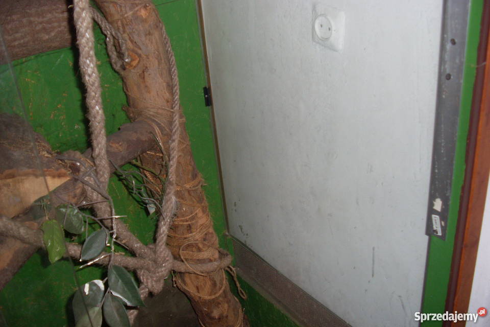 Terrarium wiekszego gada Ciechanów