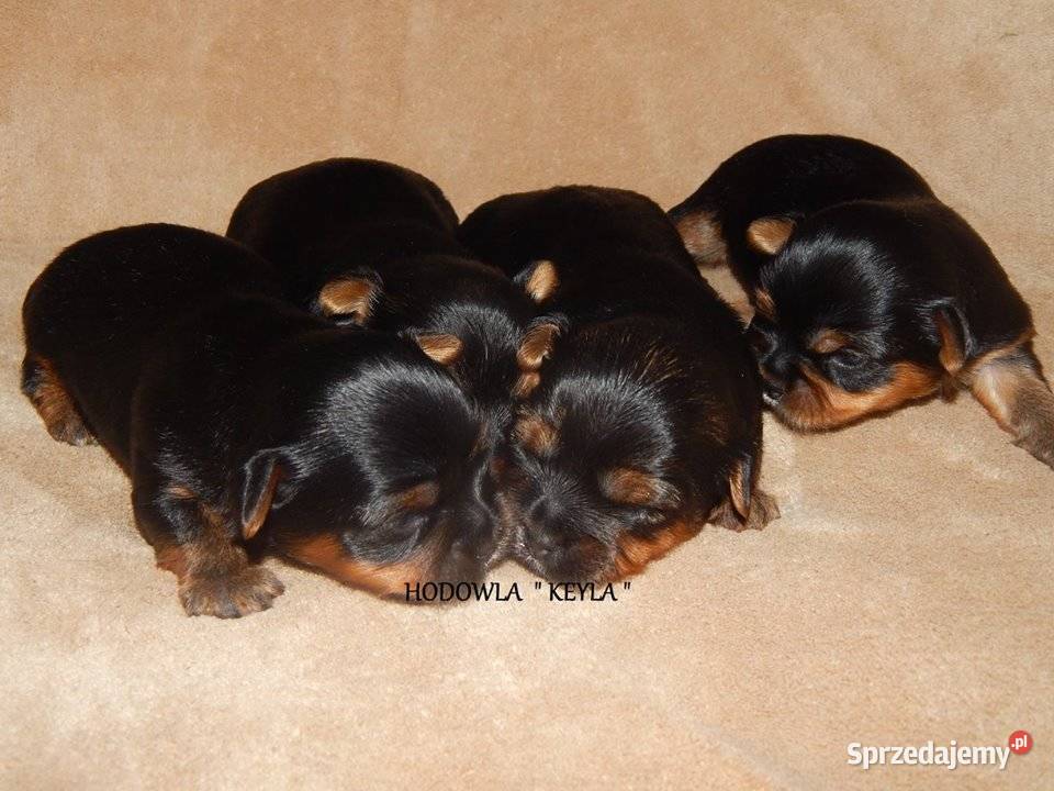 Yorkshire Terrier Śliczne Dziewczynki Maleńkich Olkusz