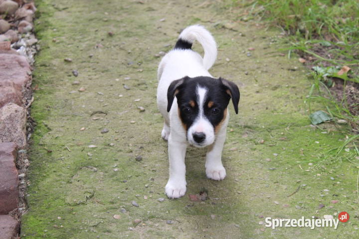 Szczenięta JACK R Terrier piesek suczka wielkopolskie Jarocin