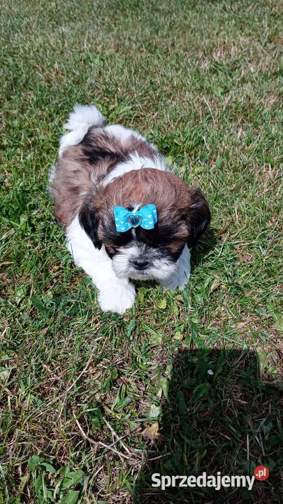 Szczeniaki shih tzu Gorlice