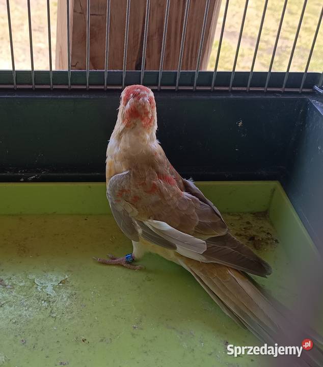 2 samice świergotki wielkopolskie Lwówek