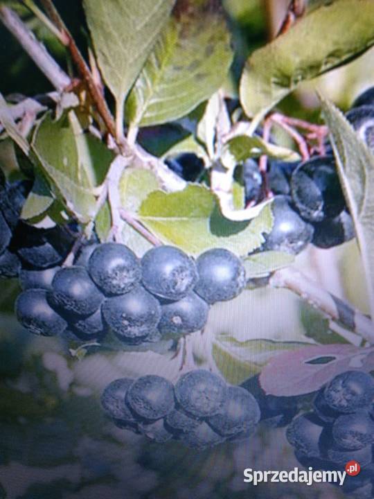 Aronia ekologiczna Sochaczew