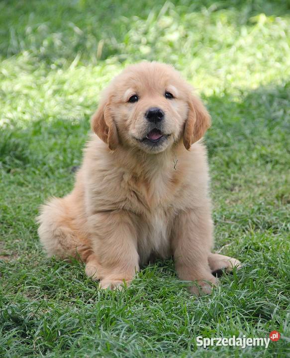 Chłopczyk linii Amerykański Golden Retriever Kędzierzyn-Koźle sprzedam