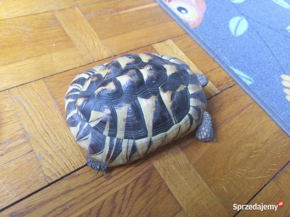 Sprzedam źółwia greckiego lądowego