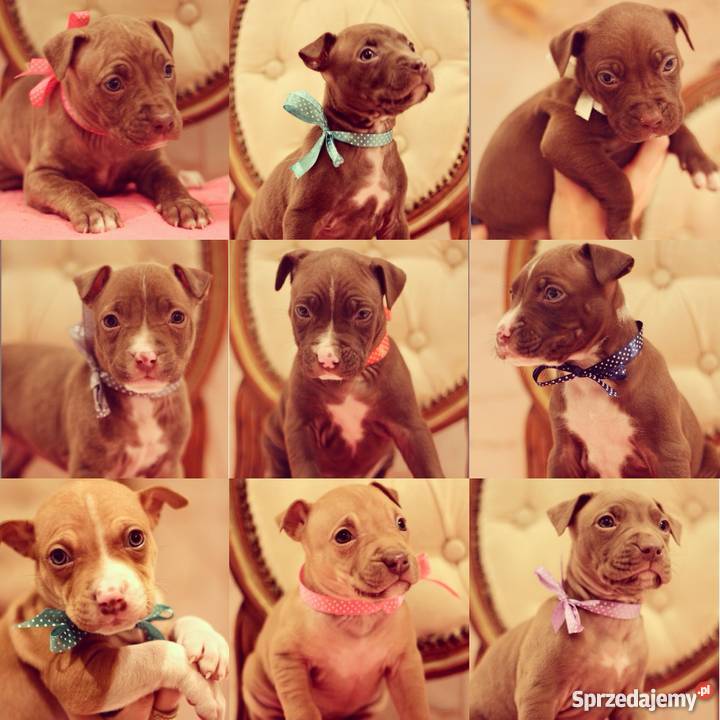 Pitbull Red Nose szczeniaki zachodniopomorskie Szczecin