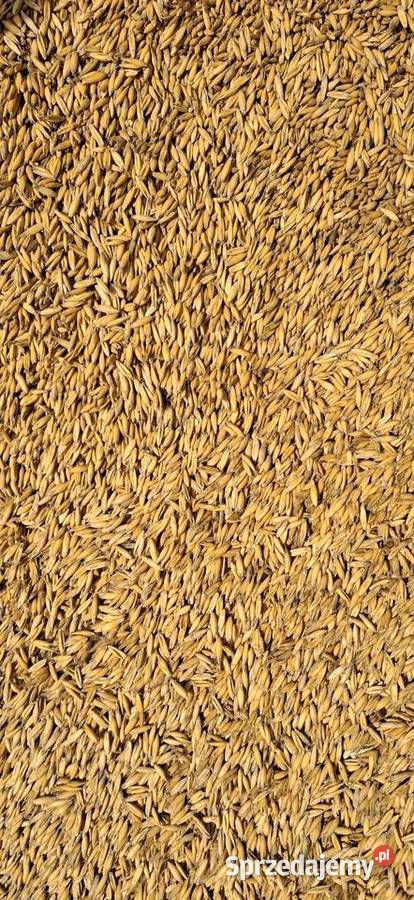 Owies Młynkowany dolnośląskie