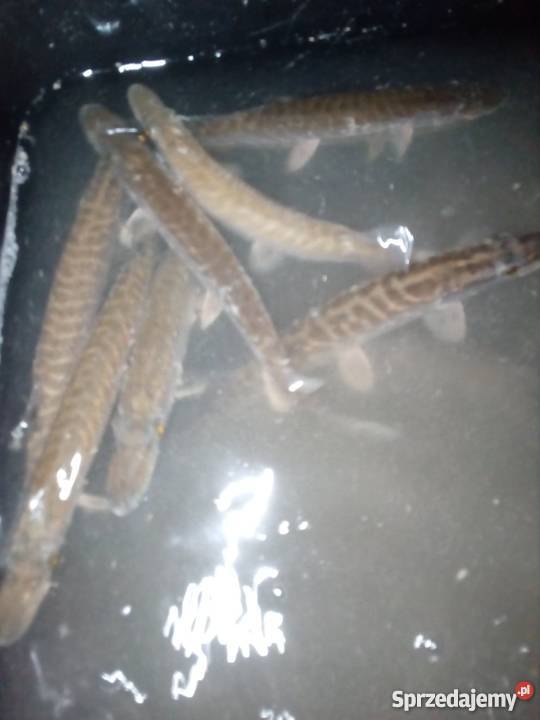 Narybek szczupaka szczupaki