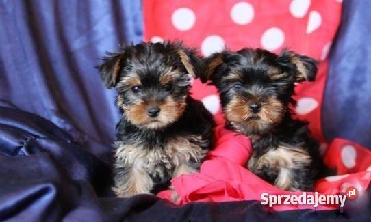 yorki szczeniaki Złotów