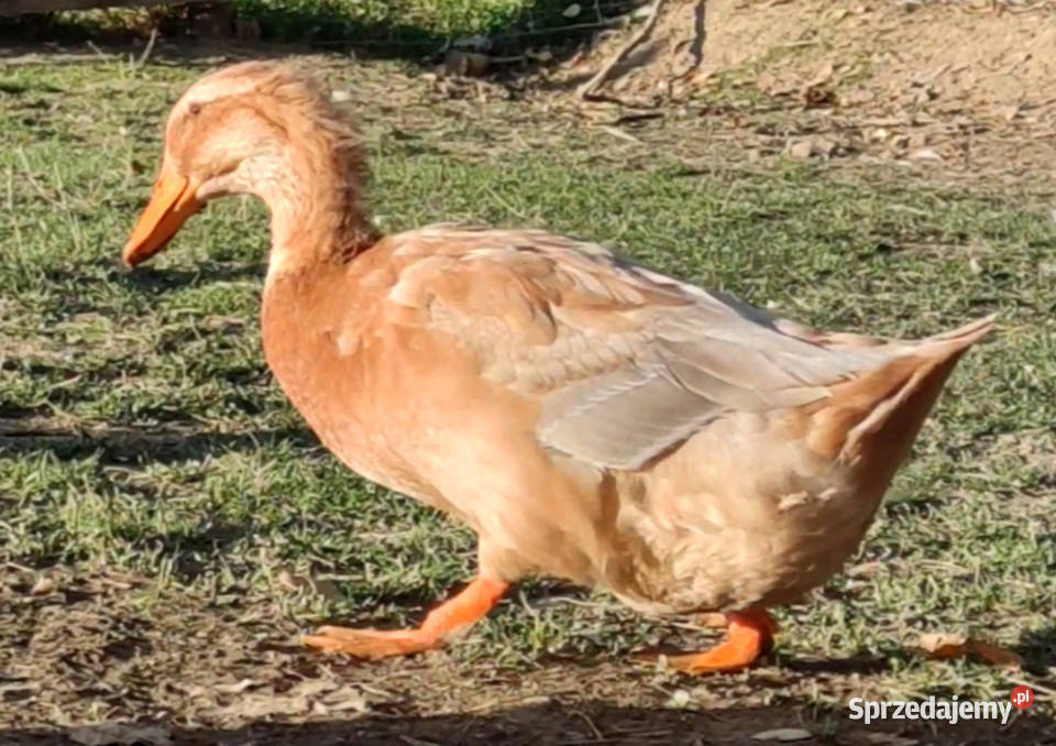 Kaczątka Kaczka ruańska rouen linia wystawowa Iwonicz sprzedam