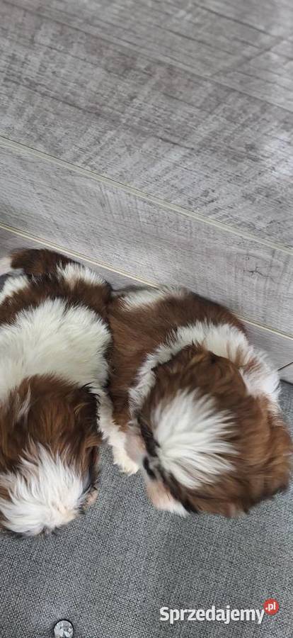 Shih Tzu suczki Przysucha