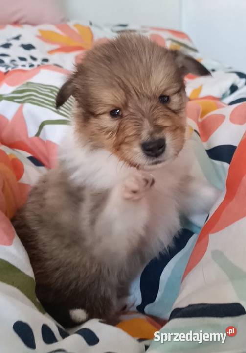 Owczarek skocki pomorskie