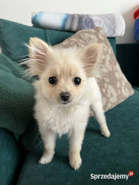 szpic miniaturowy suczka Skalbmierz