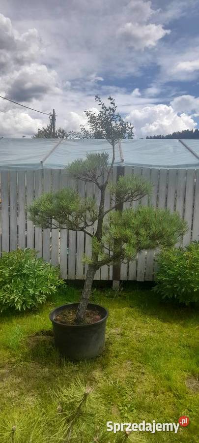 Sosna czarna bonsai ogrodowy Nowy Sącz
