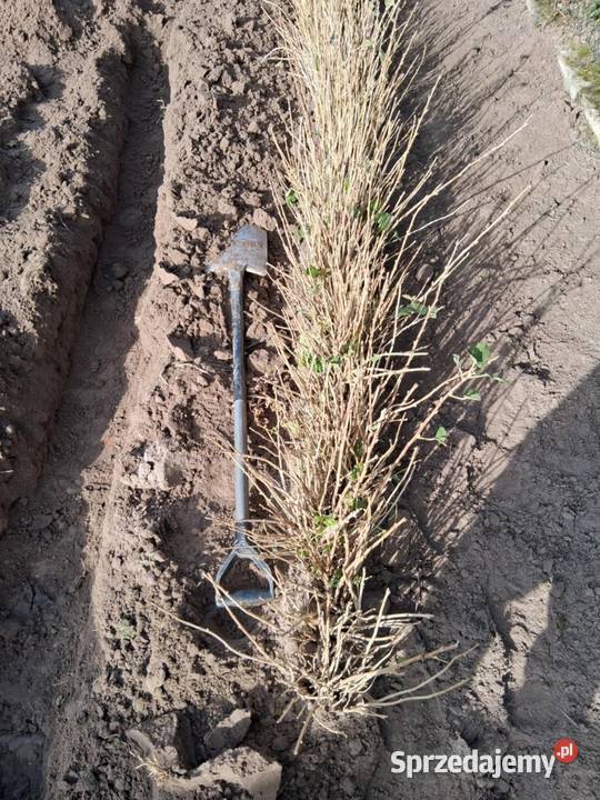 Porzeczka czarna czerwona