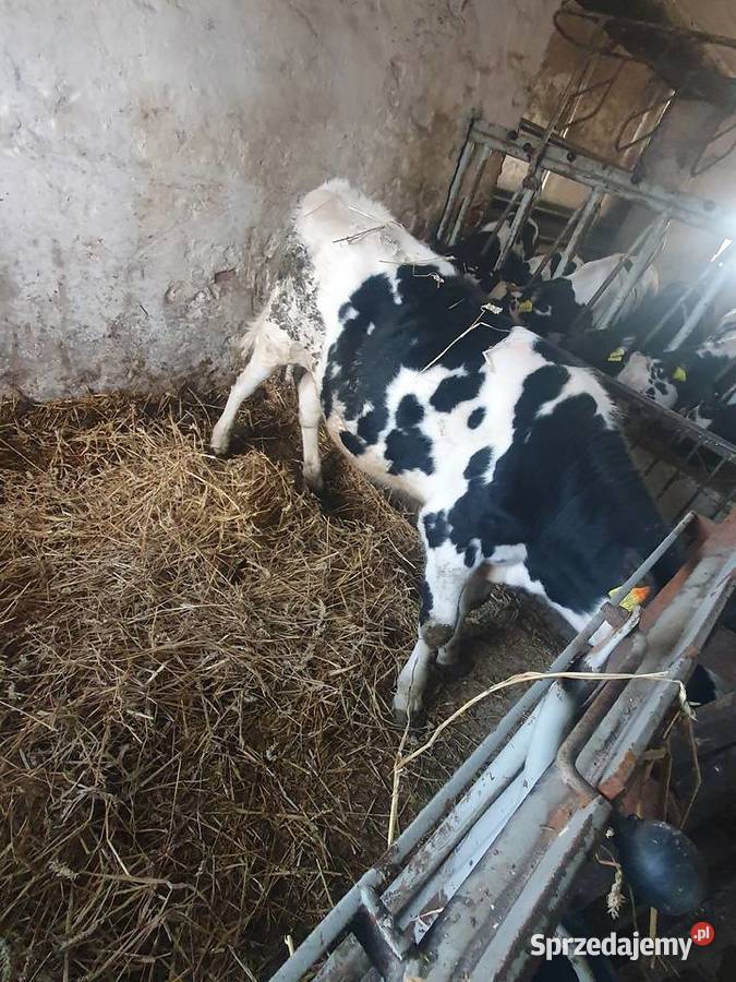 Sprzedam byczka 8 miesięcznego Młynice sprzedam