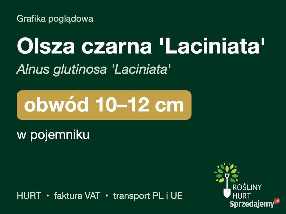 Olsza czarna Laciniata obwód 1012 w pojemniku