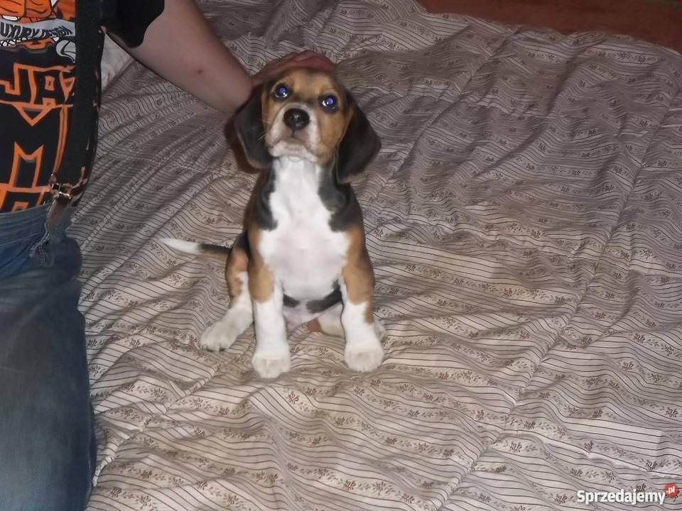 BEAGLE tricolor Psy Jaktorów-Kolonia
