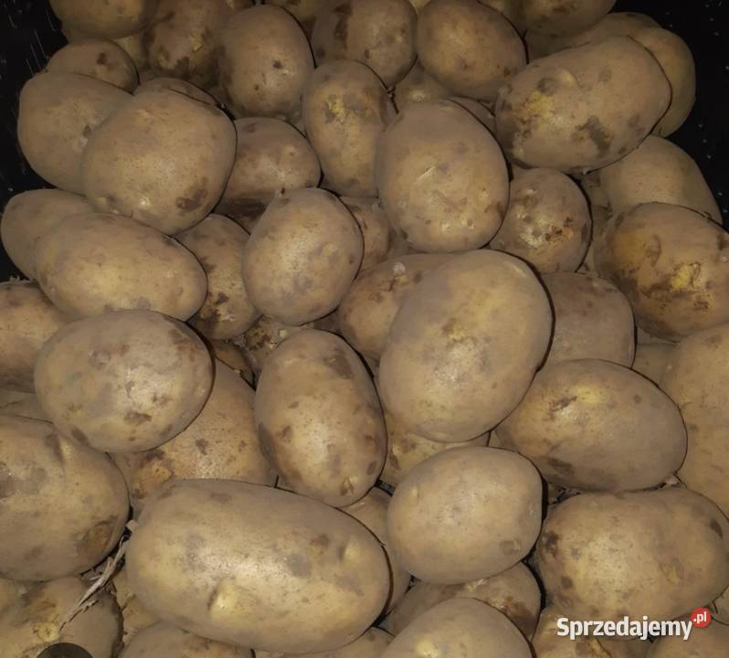 Ziemniaki Soraya Myśliwczów