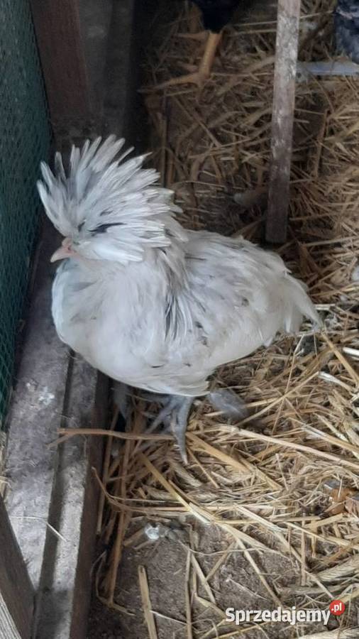 Kogutki czubatki miniaturowej padewskiej kujawsko-pomorskie