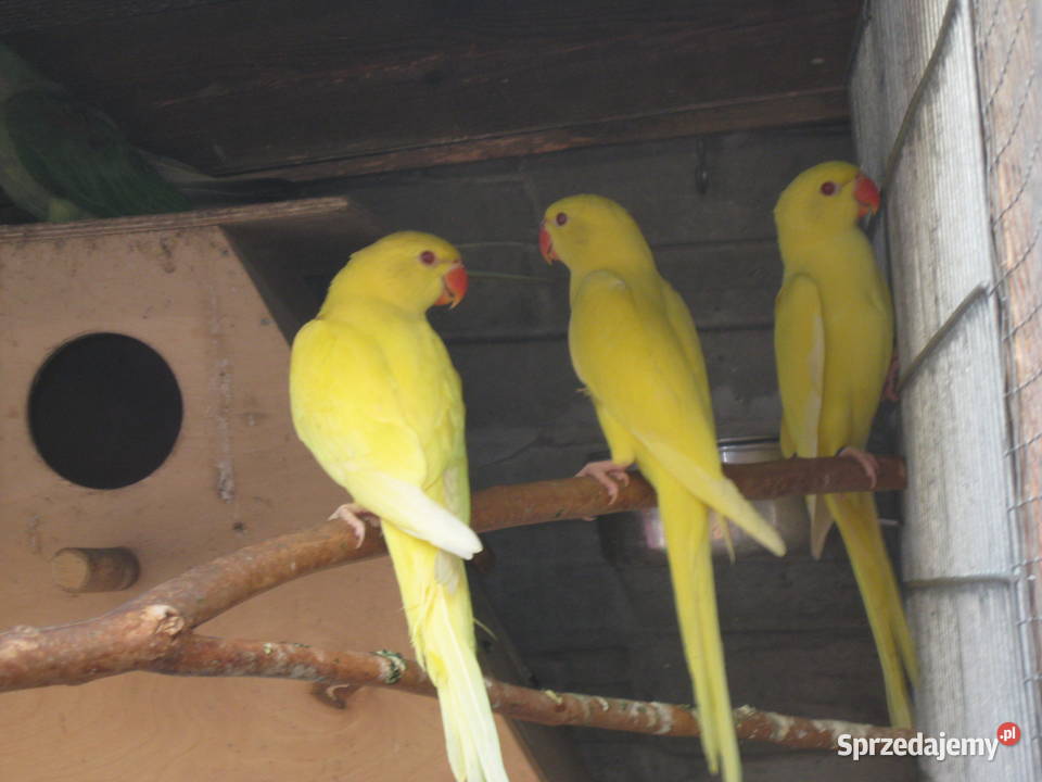Papugi Aleksandretty 24 i 25 rżółte Ptaki