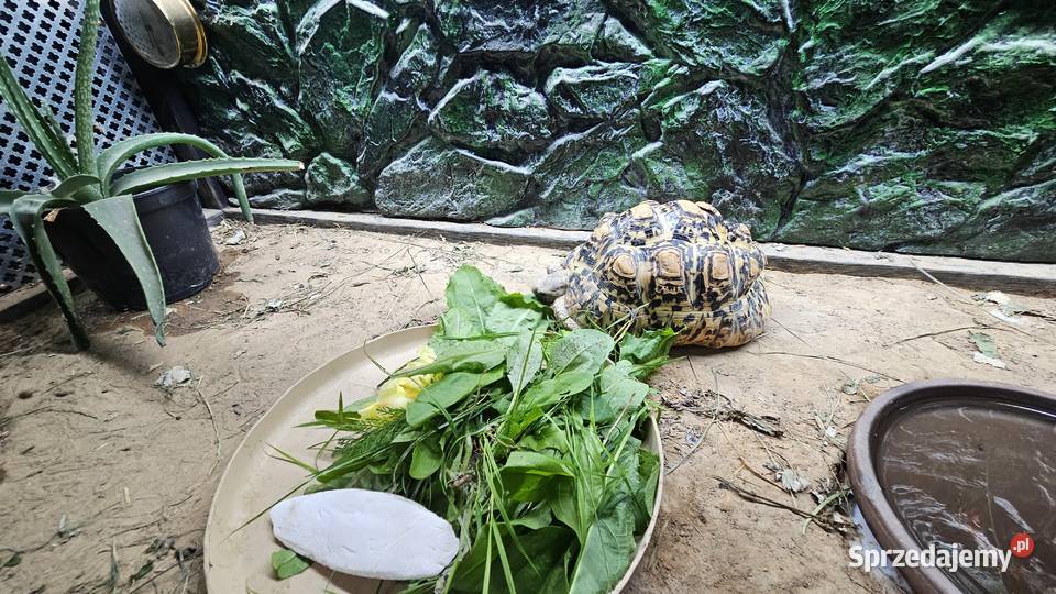 Sprzedam żółwia lamparciego z terrarium łódzkie Piotrków Trybunalski sprzedam