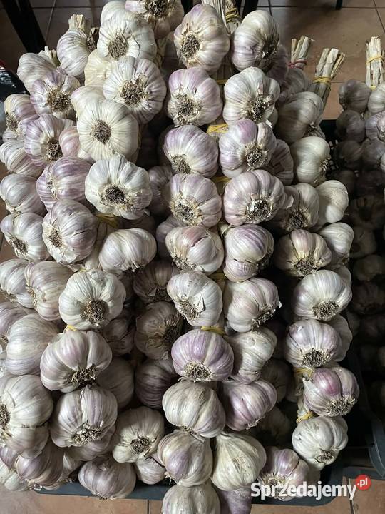 Sprzedam polski czosnek Harnaś Pozostałe Busko-Zdrój