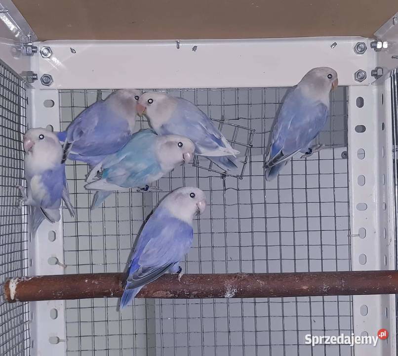 Papugi nierozłączki Pozostałe Kraków