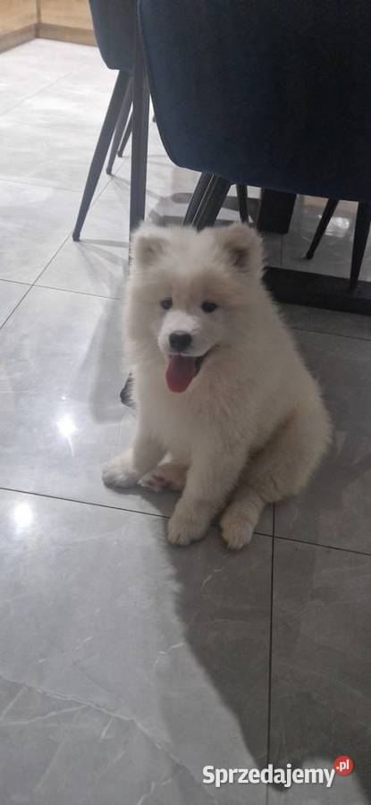 Szczeniaki rasy samoyed gotowe do odbioru