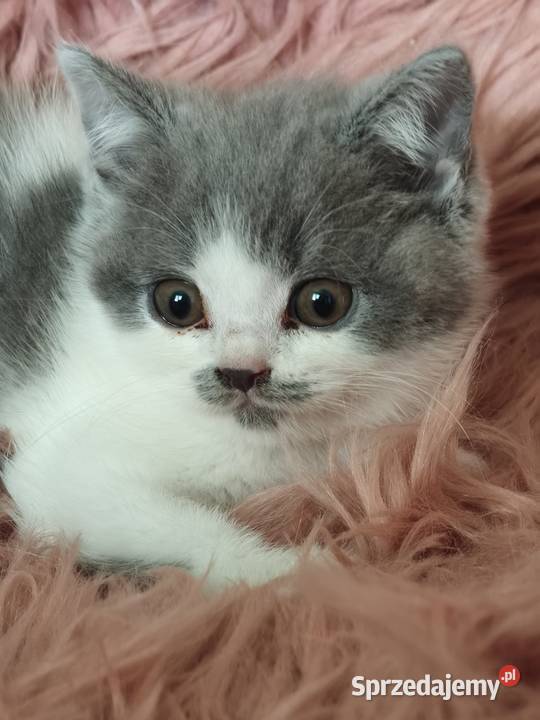 Brytyjski krótkowłosy Brytyjski małopolskie Tarnów