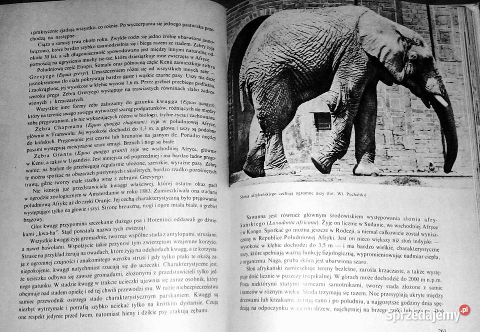 Ssaki Włodzimierz Serafiński Ewa lubelskie Chełm