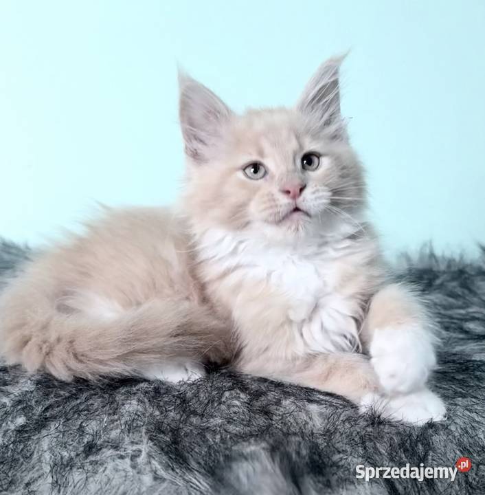 Maine Coon Śliczne kocięta Wińsko