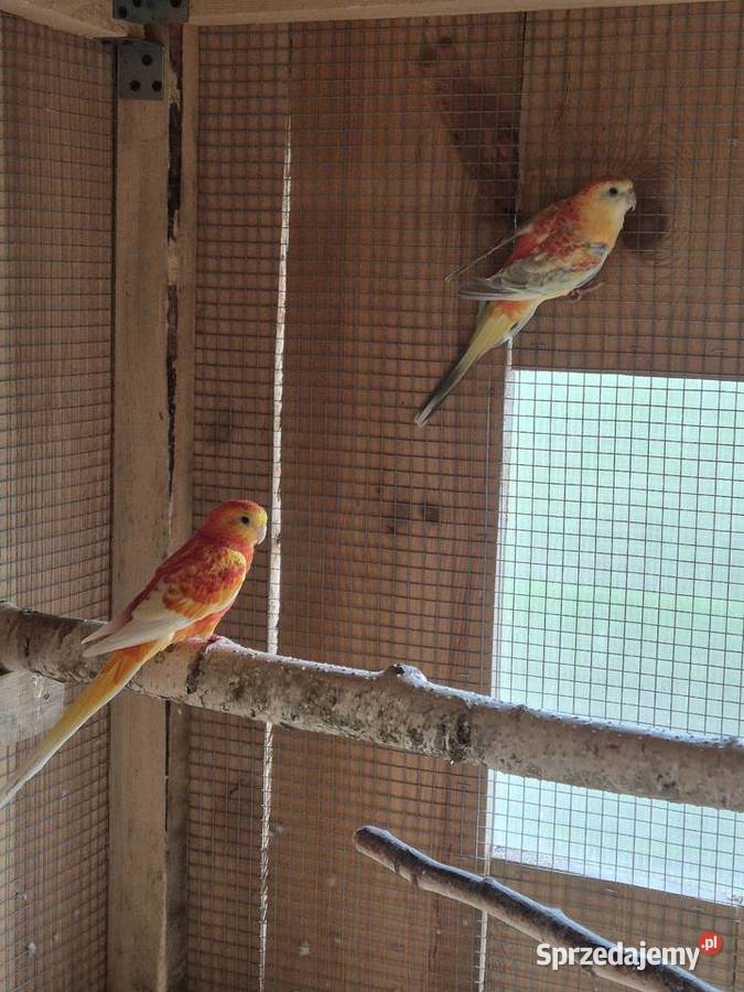 Swiergotki Orange kujawsko-pomorskie Brzezie