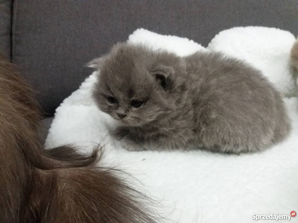 Kocięta brytyjskie DŁUGOWŁOSE Poznań
