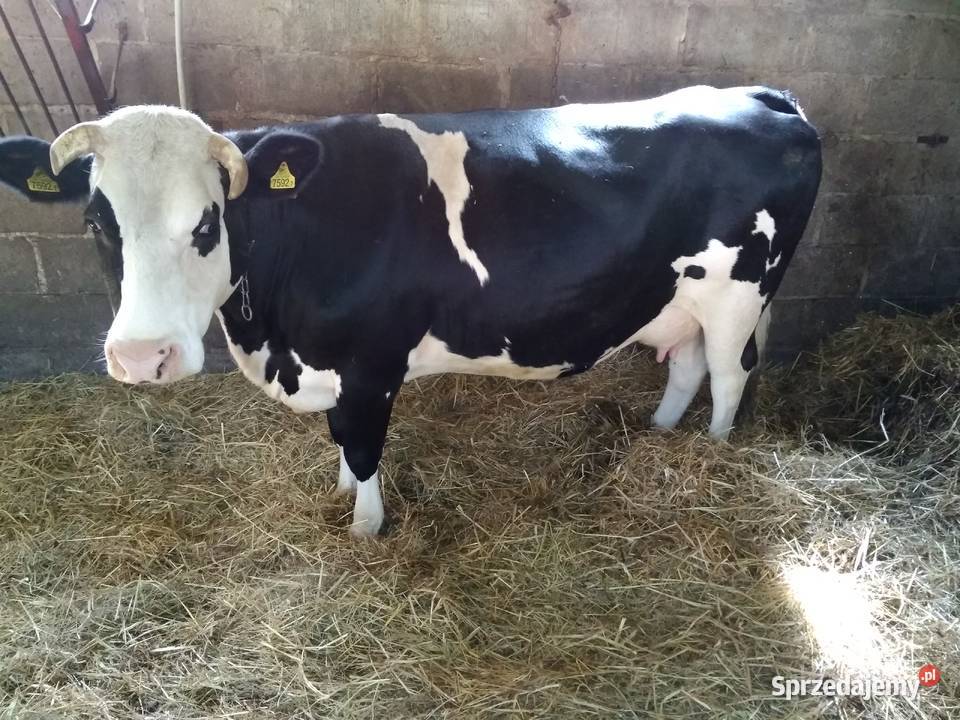 Sprzedam Krowę Mleczną lubelskie Biłgoraj
