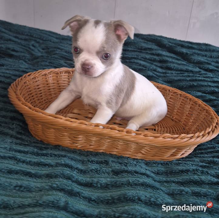 Chihuahua piesek biało liliowy