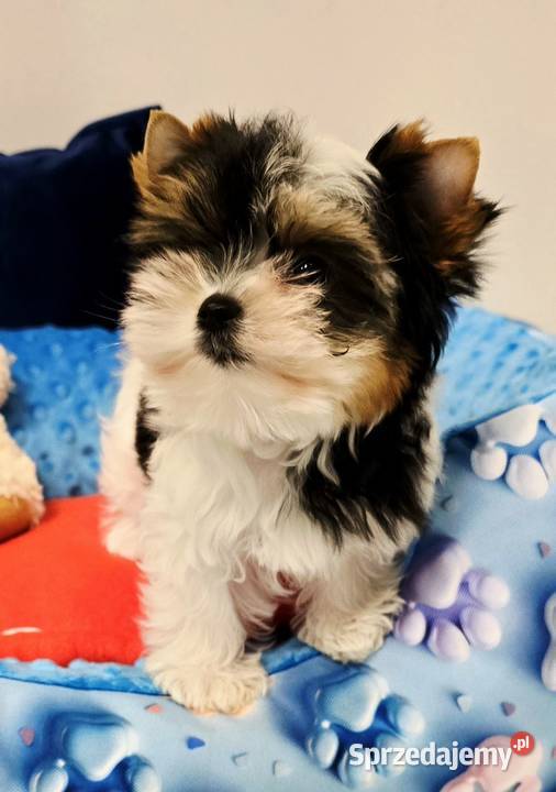 Prześliczna suczka Biewer Yorkshire Terrier Orzesze