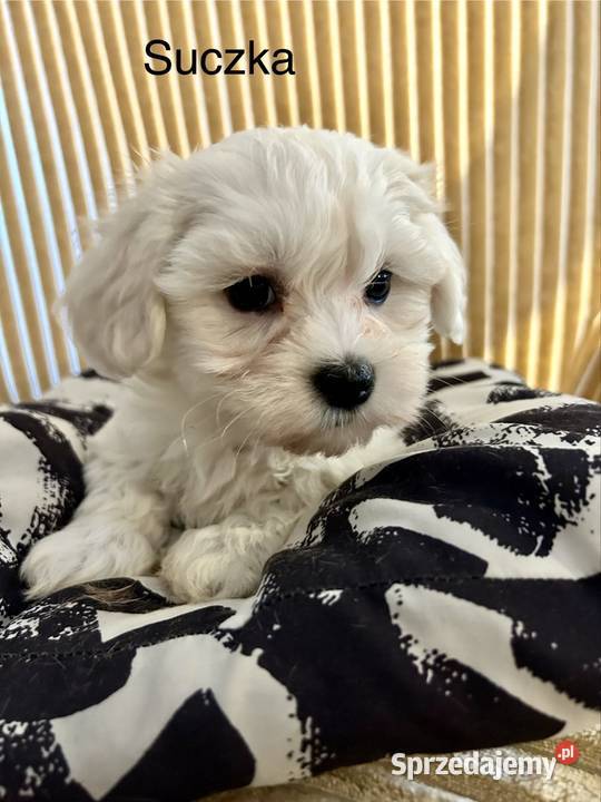 Maltańczyk suczki Łaziska sprzedam