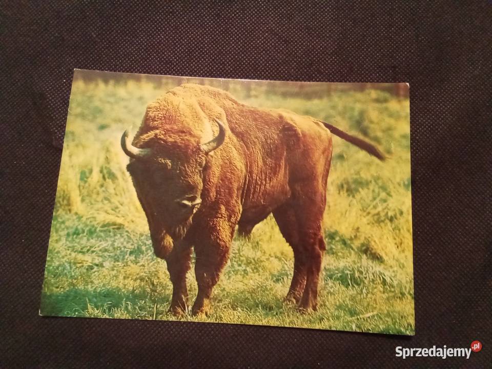 Żubr puszcza białowieska pocztówka PRL Warszawa