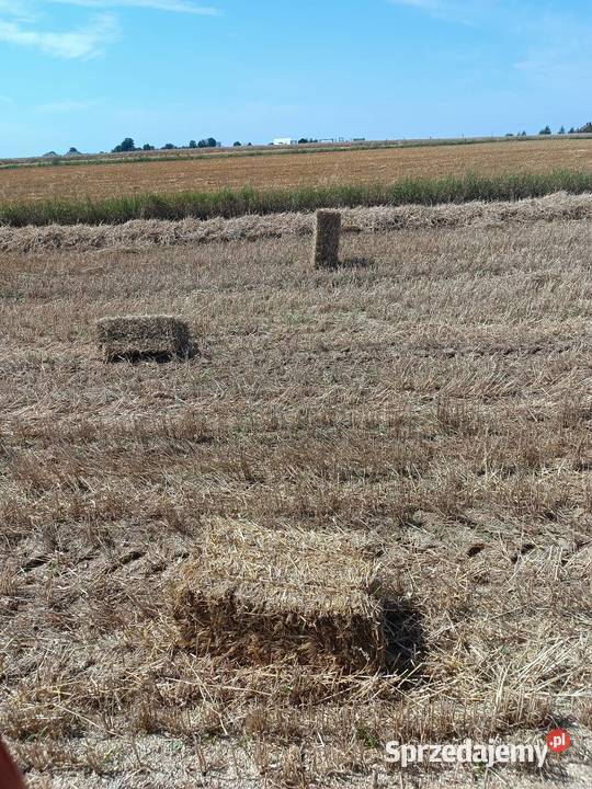 Słoma pszenna i owsiana Wielmoża sprzedam