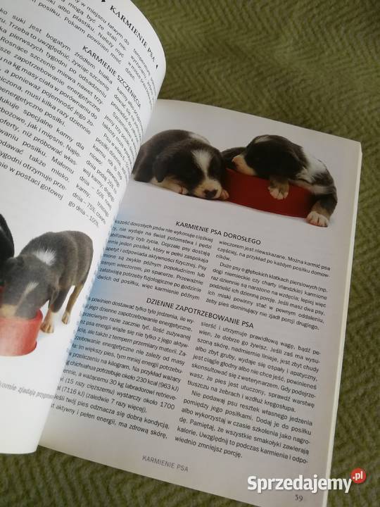 Pies Poradnik opiekuna G Meadows E Flint Szczecin sprzedam
