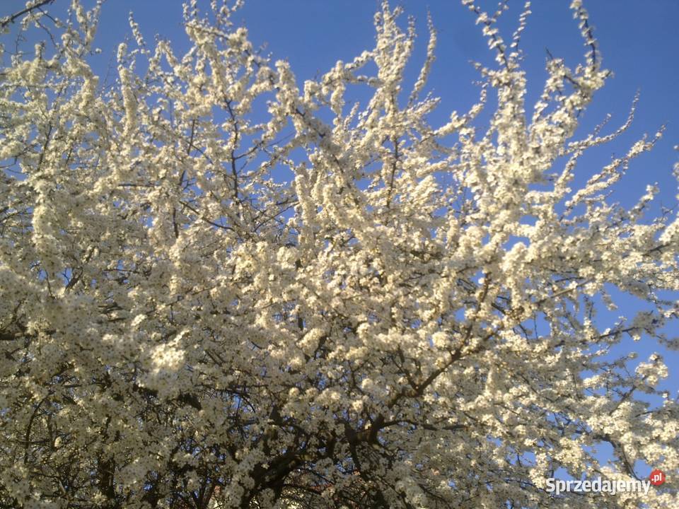 Sprzątanie ogródków działkowych Wrocław dolnośląskie