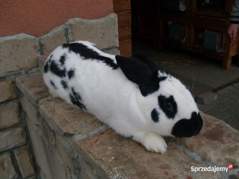 sprzedaz królików hodowlanych Pozostałe