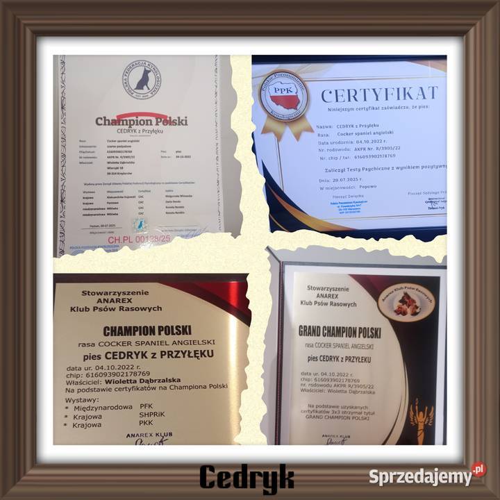 Cocker spaniel angielski Cocker Spaniel