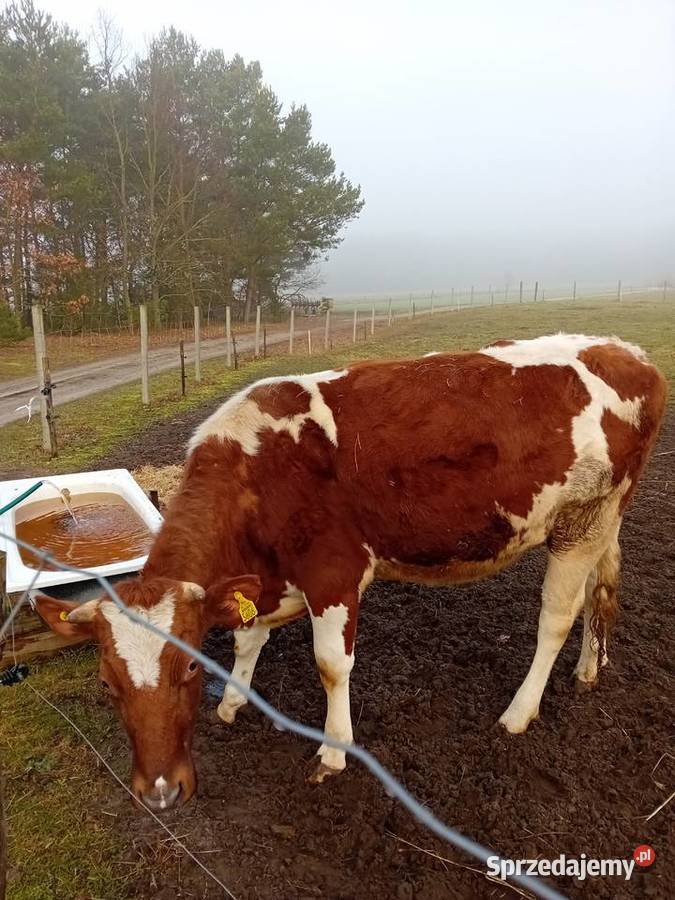 Jałówka wysokocielna podlaskie Gietki